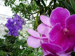 Выращивание и уход за орхидеей ванда в домашних условиях