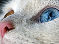 Животные с разноцветными глазами: болезнь или особенность?