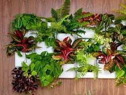 Вертикальное озеленение: способы, растения и приспособления
