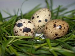 Польза перепелиных яйц