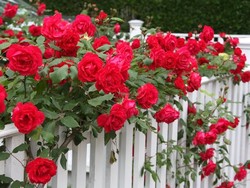 Розы в саду: посадка и уход