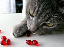 Зачем нужны витамины котам?