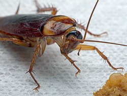 Как можно вывести тараканов?