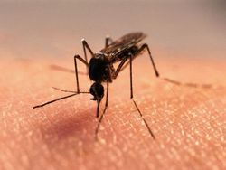 Средство для защиты от комаров