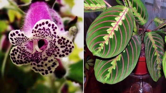 7 экзотических комнатных растений, от которых невозможно отвести взгляд