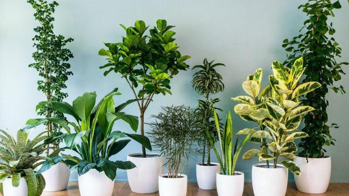 7 натуральных удобрений для комнатных растений