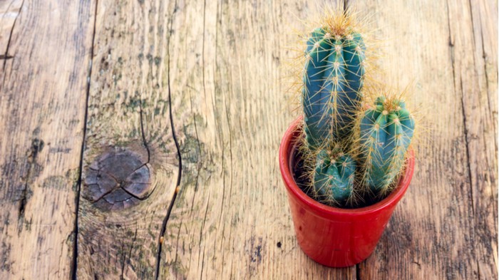 Разрушение мифов о кактусах: почему все-таки стоит иметь дома колючего друга