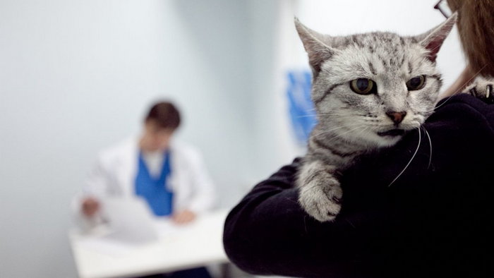 5 болезней, которыми можно заразиться от своего кота