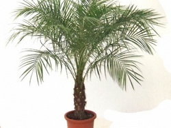 Финиковая пальма: как вырастить и уход за ней