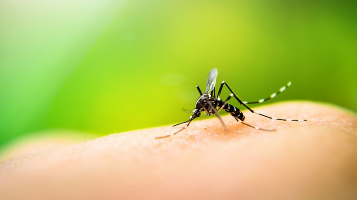 Народные средства от комаров – борьба в домашних условиях