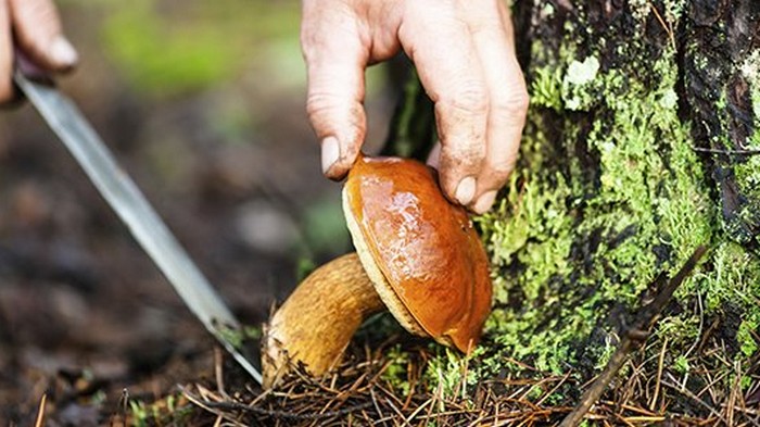 Как нужно собирать грибы – срезать или выкручивать