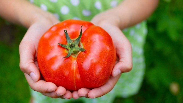 Как научиться выбирать вкусные помидоры?