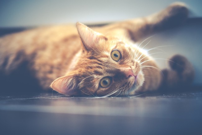 ТОП-7 аргументов в пользу профилактических осмотров кошек