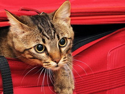 Как подготовить кошку к путешествию?