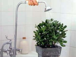 Горячий душ для комнатных растений