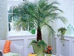 Как вырастить финиковую пальму?