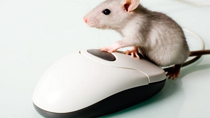 Гороскоп на год Белой Крысы 2020: ТОП-3 знаков, которым повезет в карьере