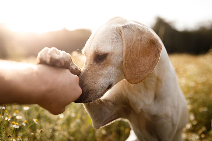 5 вещей, которые любит каждая собака без исключения