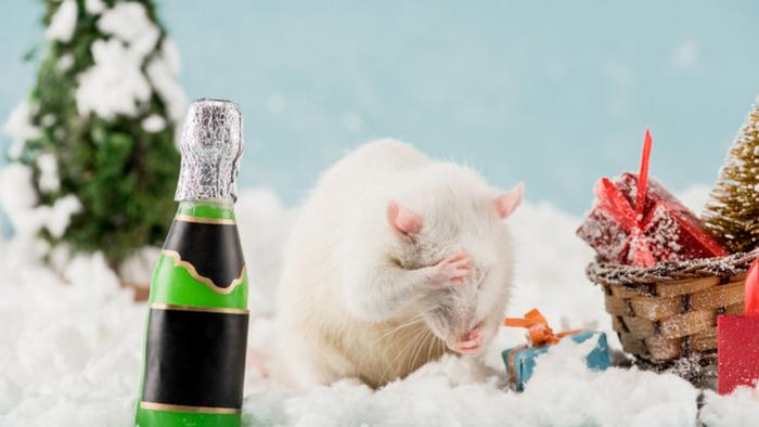 Как встречать год Крысы 2020, чтобы он был удачным и счастливым