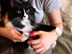 Как правильно подстричь когти коту?
