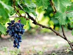 Как и когда лучше сажать виноград?