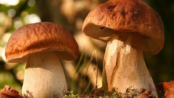 Что нужно знать, если вы собираетесь в лес за грибами