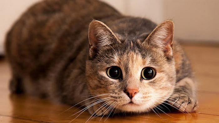 Как кошки информируют о присутствии негатива в доме