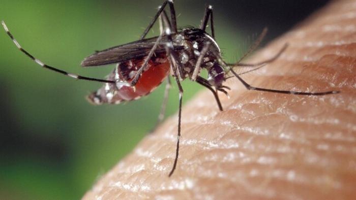 Что важно знать про укусы комаров: развенчаны самые популярные мифы