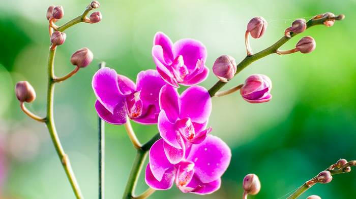 От чего зависит толщина и длина цветоносов орхидей