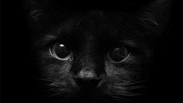 8 интересных фактов о черных кошках