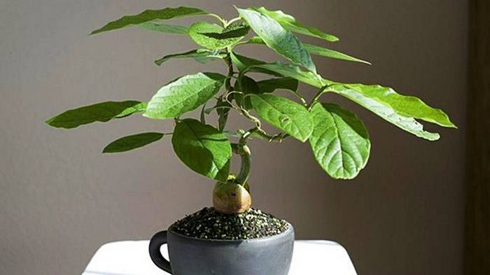 12 простых шагов для выращивания авокадо