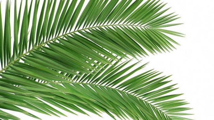 Стабилизированные пальмовые листья: особенности и преимущества