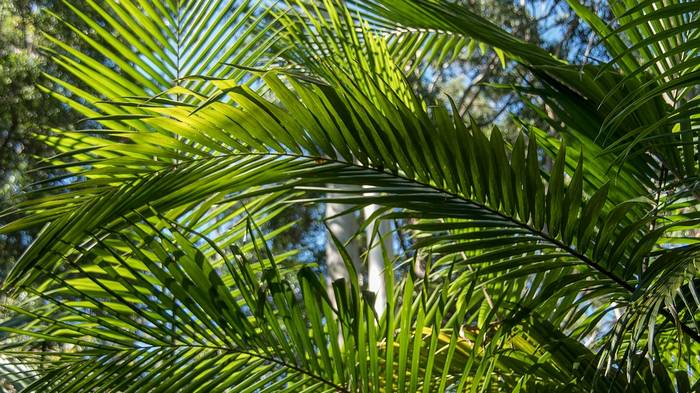 Стабилизированные пальмовые листья: особенности и преимущества