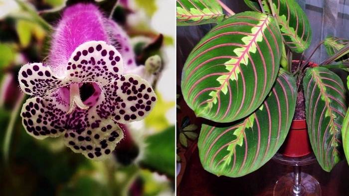 9 экзотических комнатных растений, от которых просто невозможно отвести взгляд
