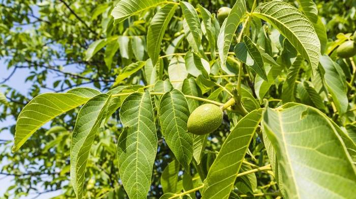 Листья грецкого ореха: природное снадобье, за которым стоит лишь протянуть руку