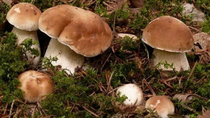 Как вырастить много белых грибов на своем участке