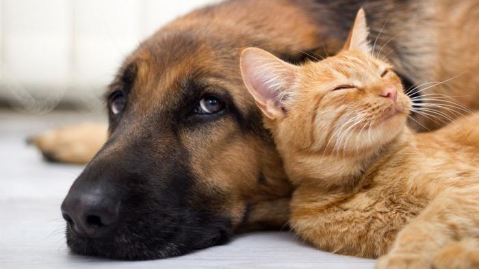 Ученые объяснили, почему полезно брать кота и собаку в постель