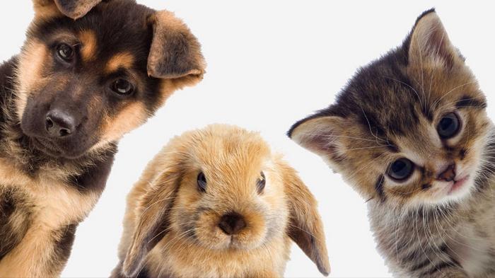 12 животных, которые определяют твой характер по дате рождения