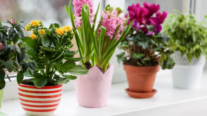 Запомните их. 10 комнатных растений которые принесут вашей семье счастье и любовь