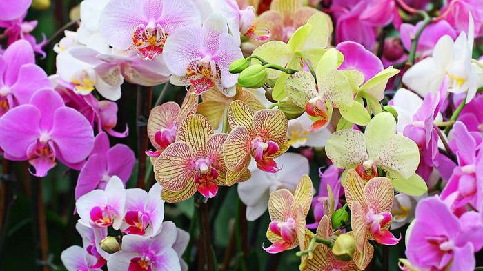 Как спасти орхидею? Да очень просто!