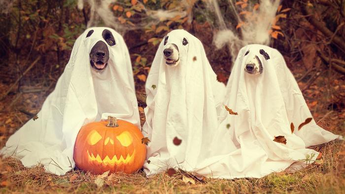 Хеллоуин – лекарство от внутренних страхов. И психологи в этом уверены