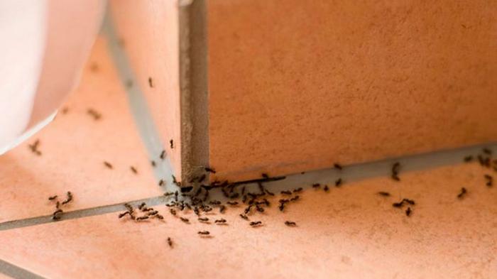 Как навсегда избавиться от муравьев в доме без вредной химии