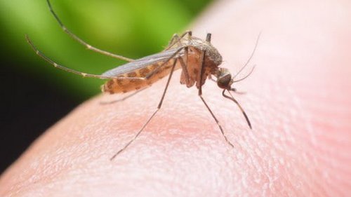 8 запахов, которые заставят комара отказаться от укуса