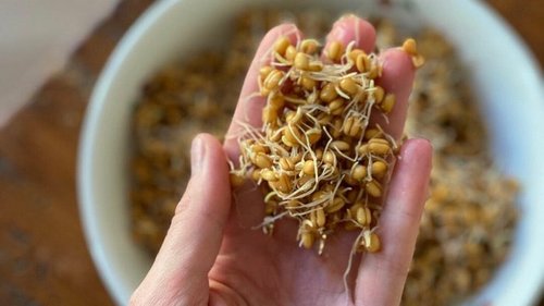 Эликсир здоровья: зачем нам есть пророщенную пшеницу
