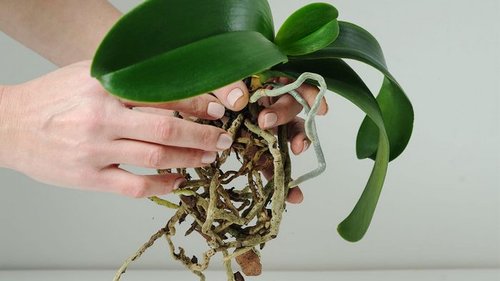 Распространенные ошибки в выращивании орхидей и как их избежать