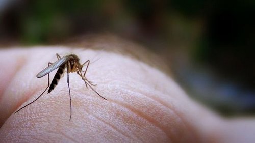 Теперь о комарах можно забыть! Простое средство от насекомых, сделанное в домашних условиях