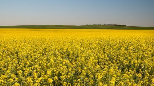Що таке ріпак: головні особливості культури