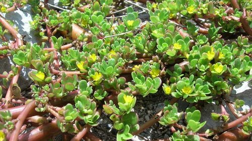 Если ты заметишь это растение у себя во дворе, не спеши вырывать его с корнем