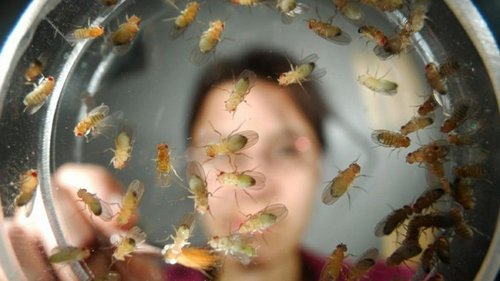 Это избавит твой дом от надоедливых дрозофил за 60 секунд