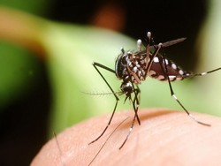 Чем лечить укусы комаров: 5 народных средств